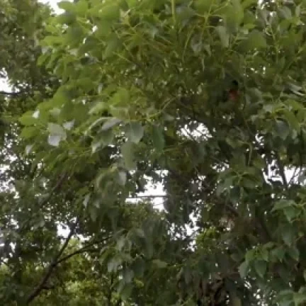 Winds of Uttarakhand